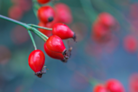 rosehip oil for hair
